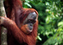 sumatra - bukkit lawang - orang utan 2.jpg